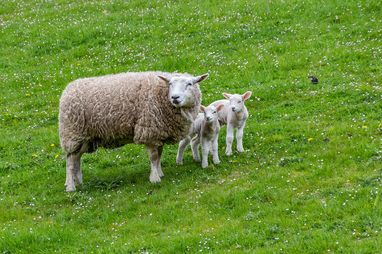 sheep  lamb  farm free photo