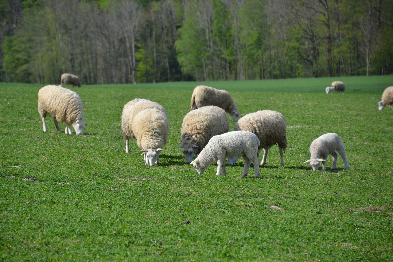 sheep  lamb  flock of sheep free photo