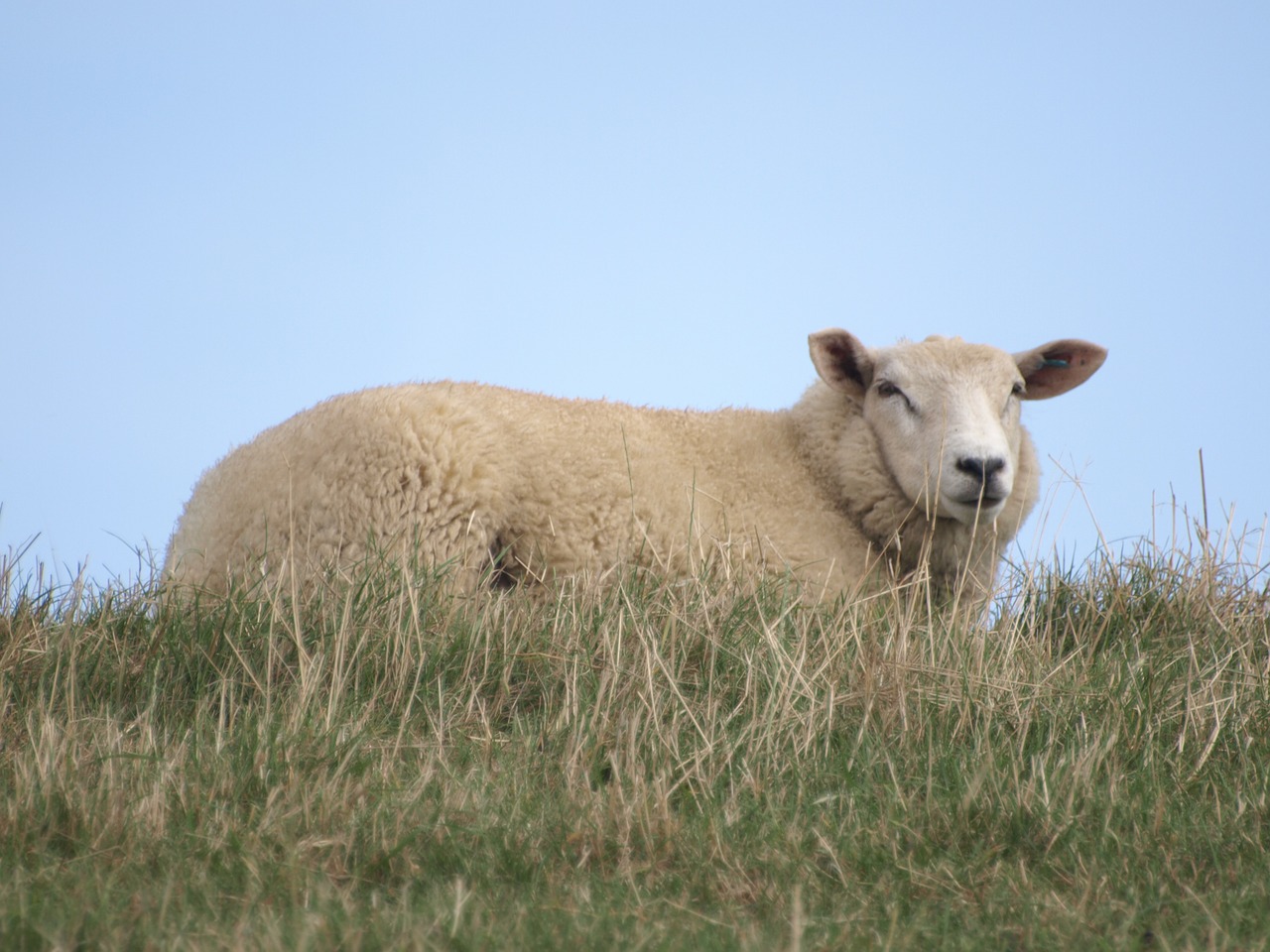 sheep dike north sea free photo