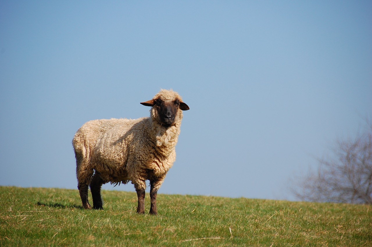 sheep  look  pasture free photo