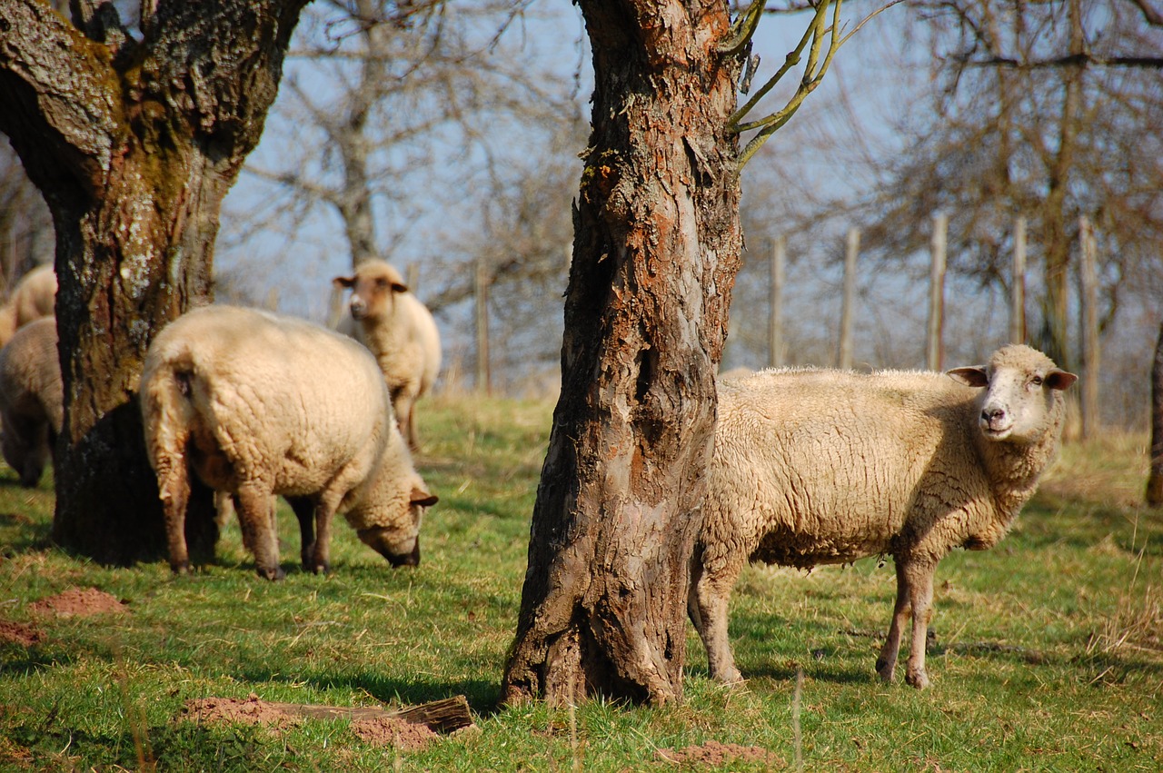 sheep  flock of sheep  meadow free photo