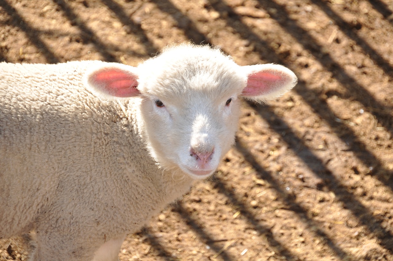 sheep  farm  animals free photo