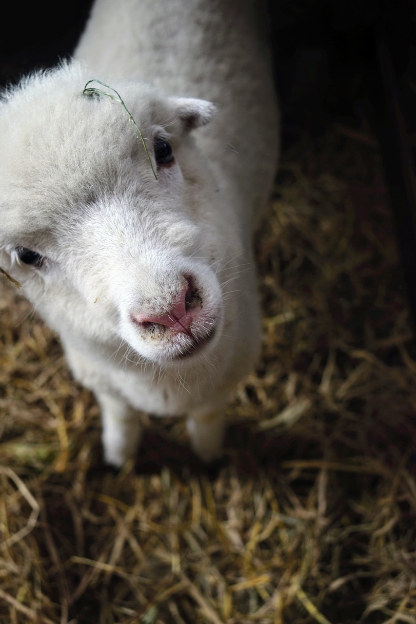 sheep  animal  lamb free photo