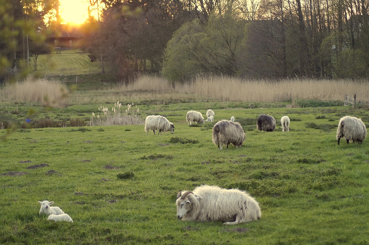 sheep  sheep meadow  flock of sheep free photo