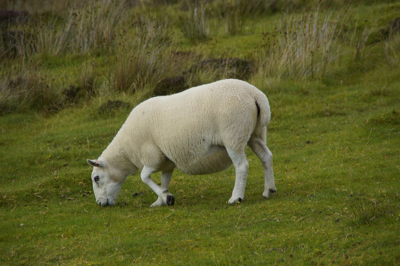 sheep  graze  scottish free photo