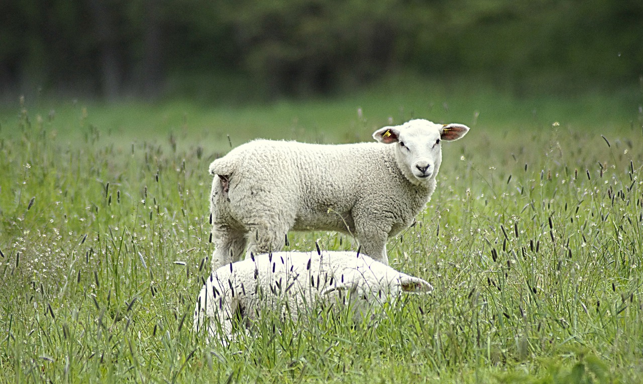 sheep  grasses  spring free photo