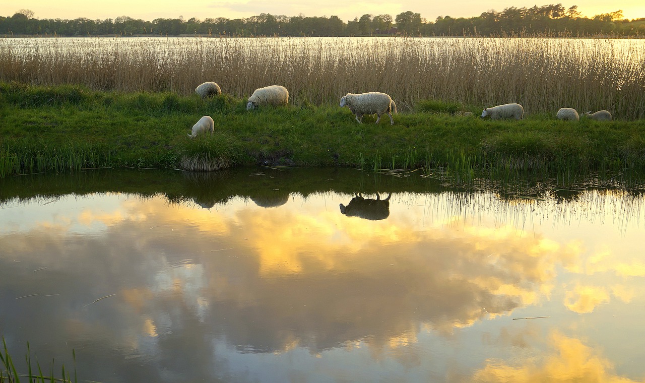 sheep  sunset  abendstimmung free photo