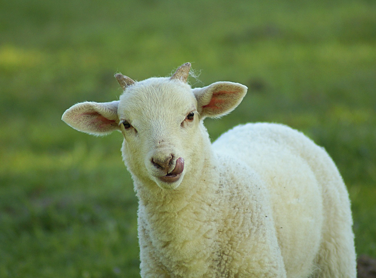 sheep  delicious  tongue free photo