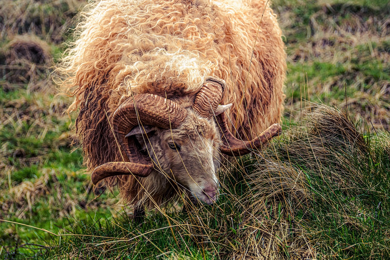 sheep  aries  horns free photo