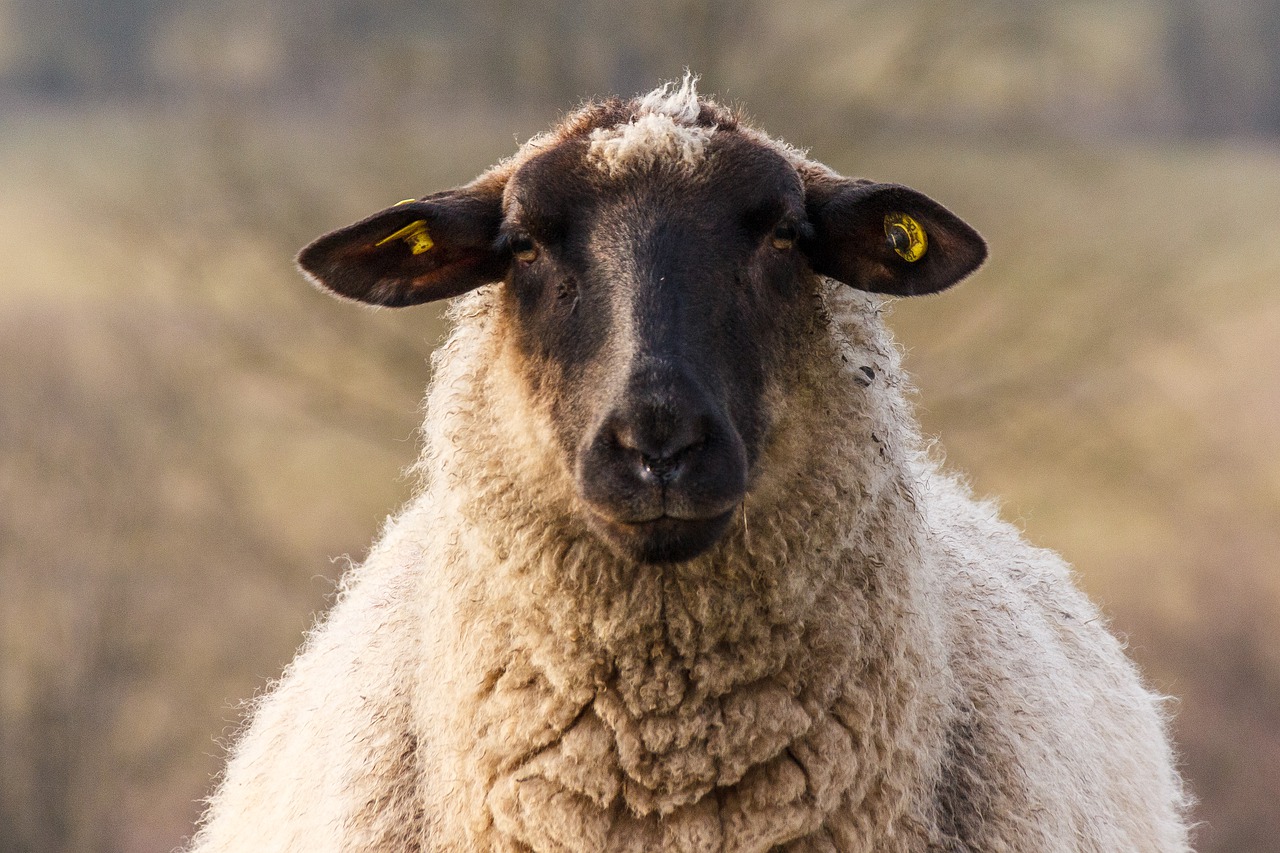 sheep  wool  view free photo