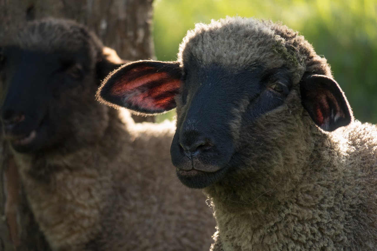 sheep  eat  head free photo