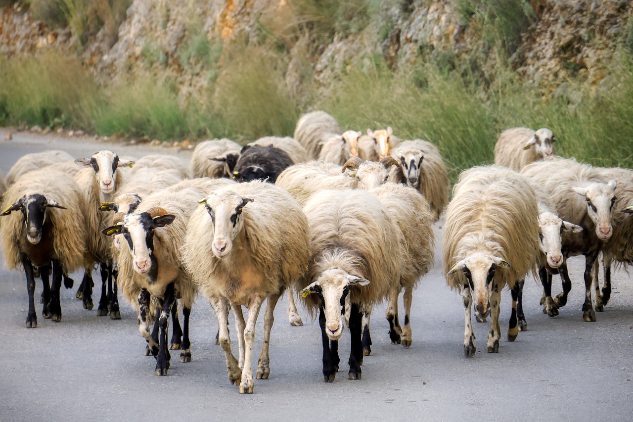 sheep  road  landscape free photo