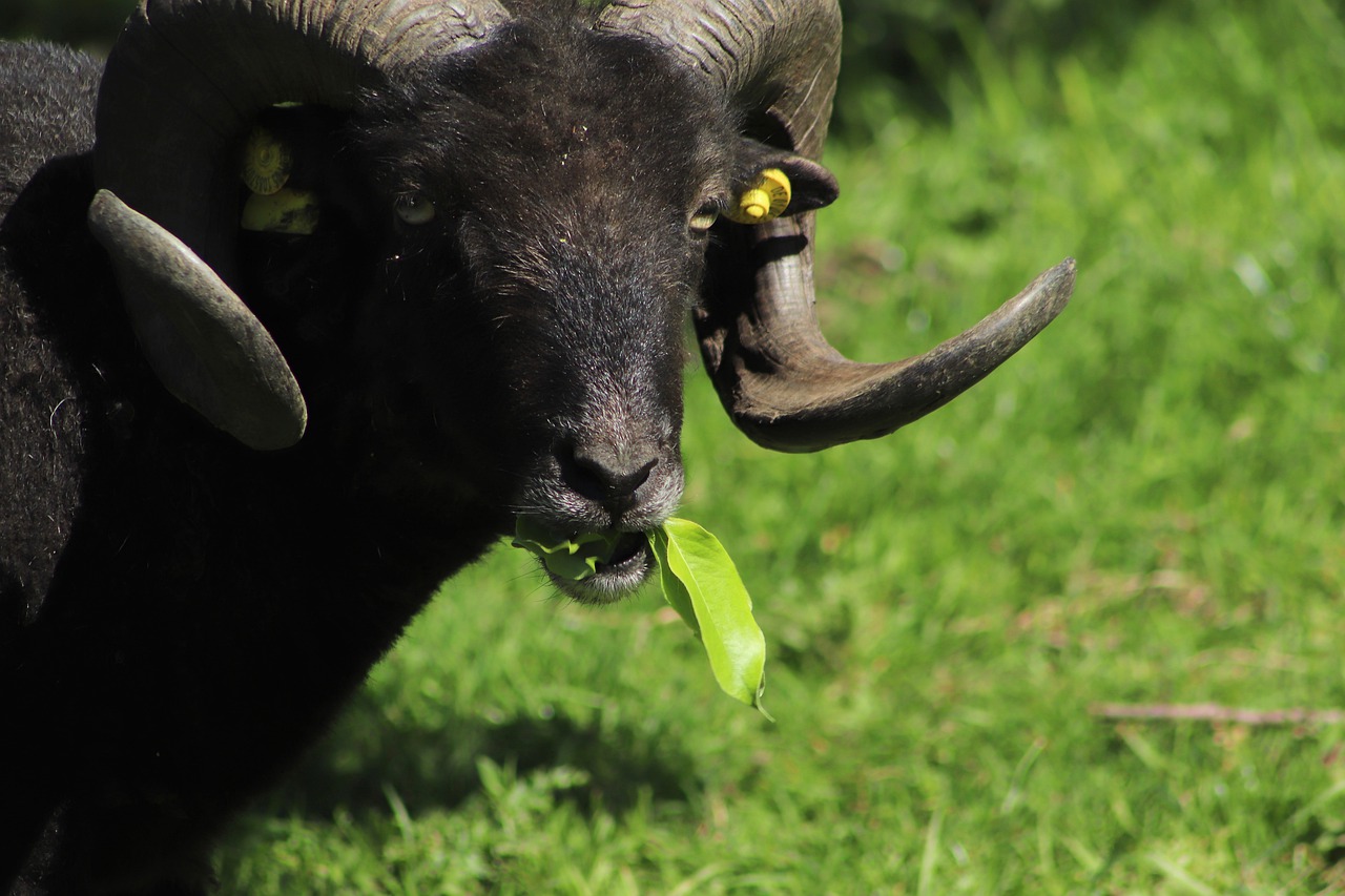 sheep  ram  aries free photo