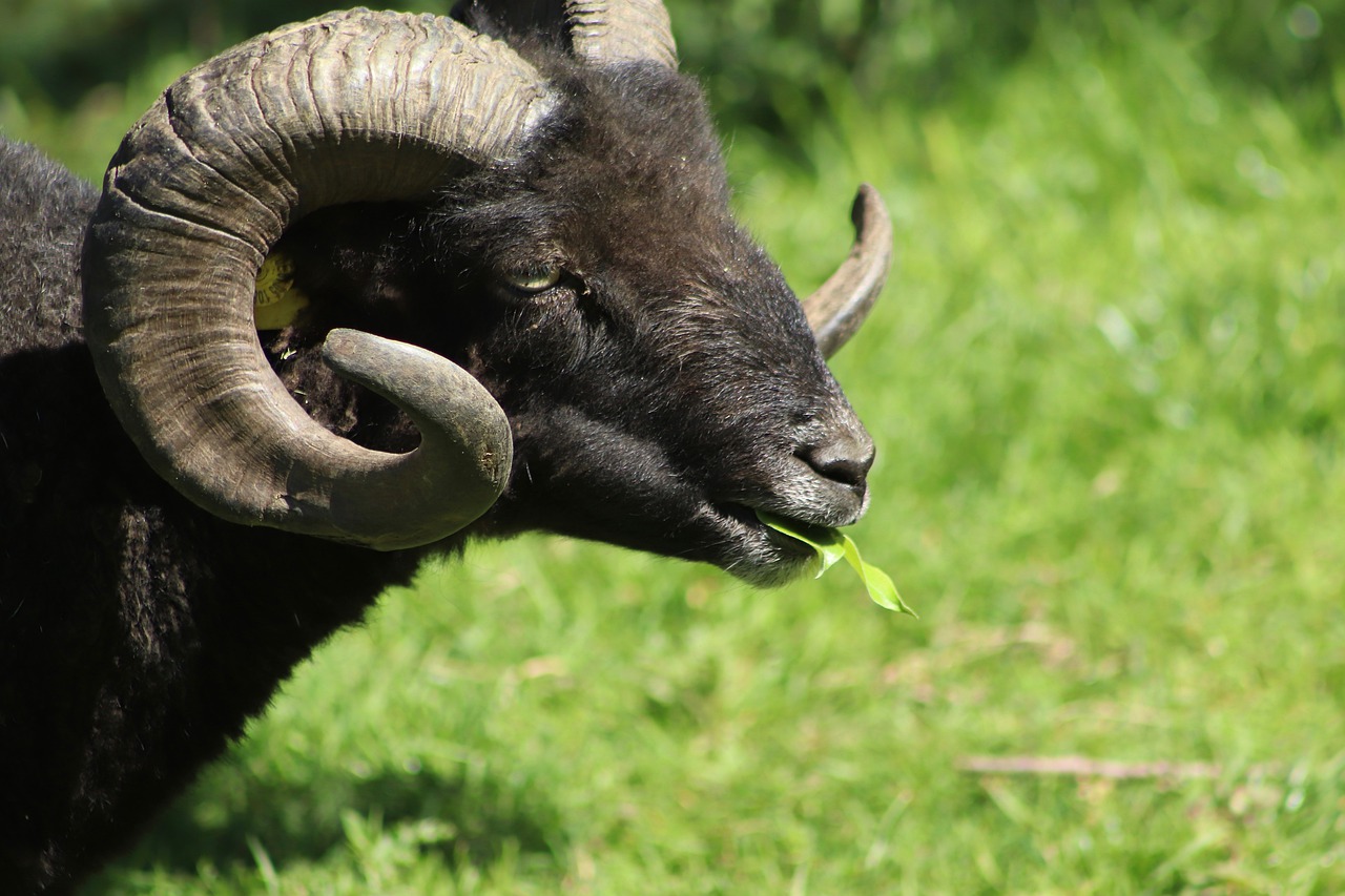 sheep  ram  aries free photo