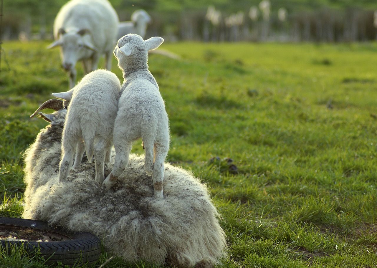 sheep  mother  patience free photo