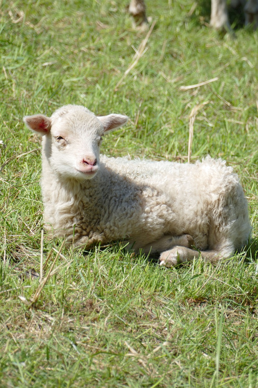 sheep  lamb  farm free photo