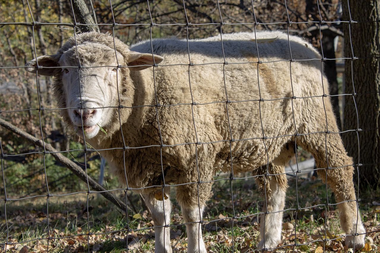 sheep  zoo  animal free photo