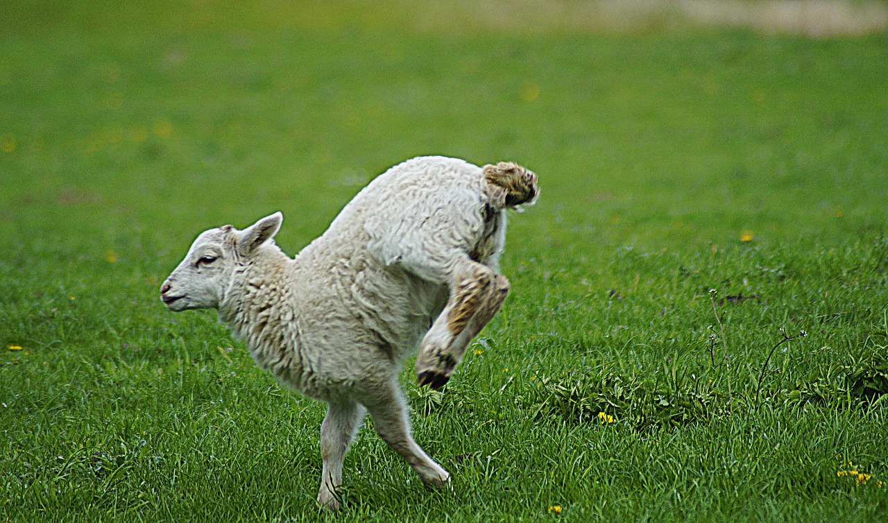 sheep  lamb  hurry free photo