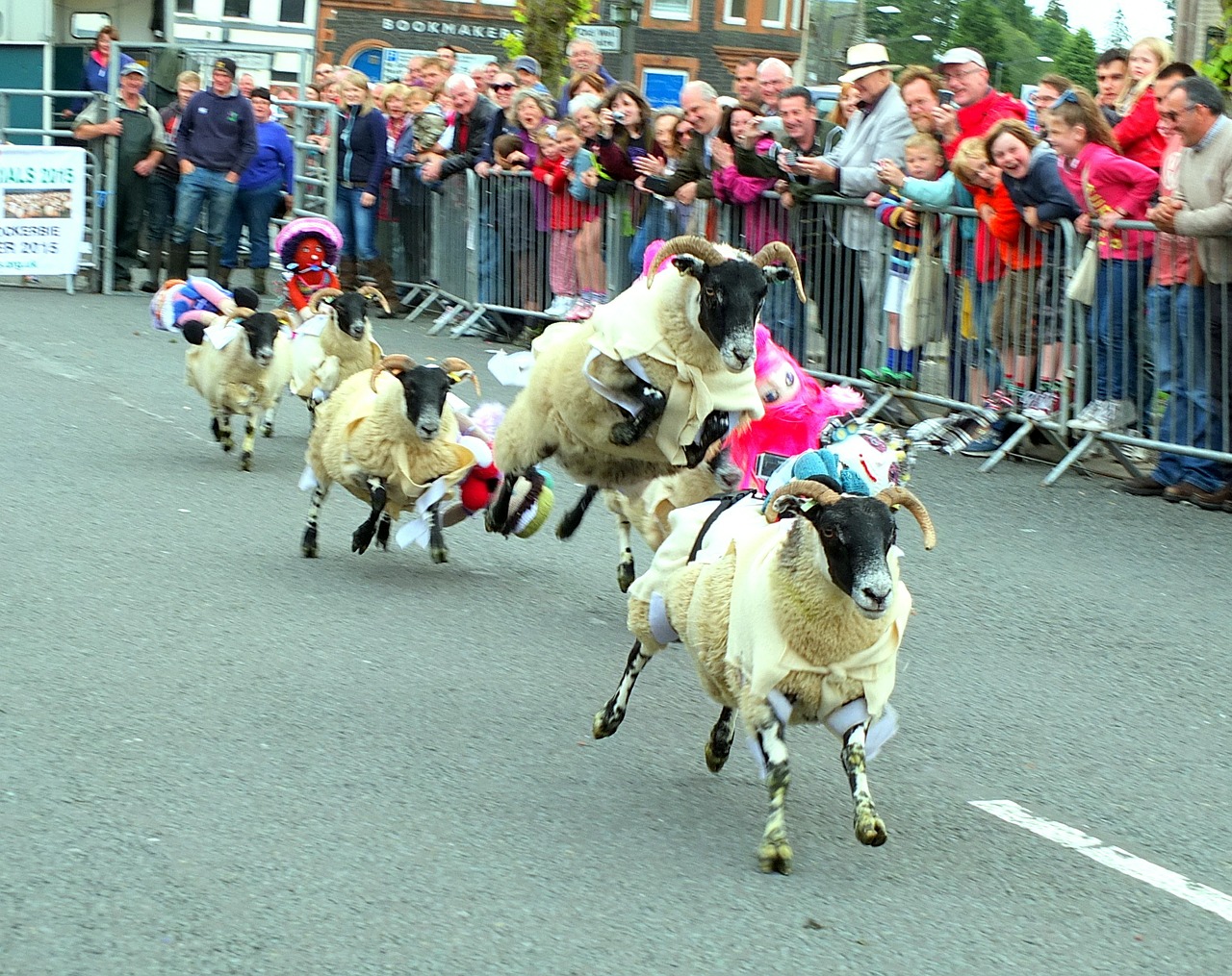 sheep race racing free photo