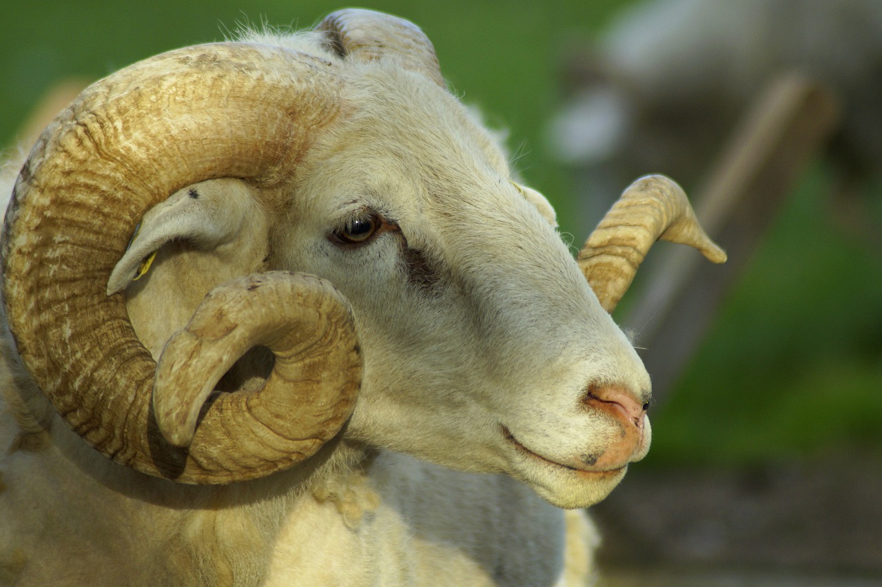 sheep  ram  horns free photo