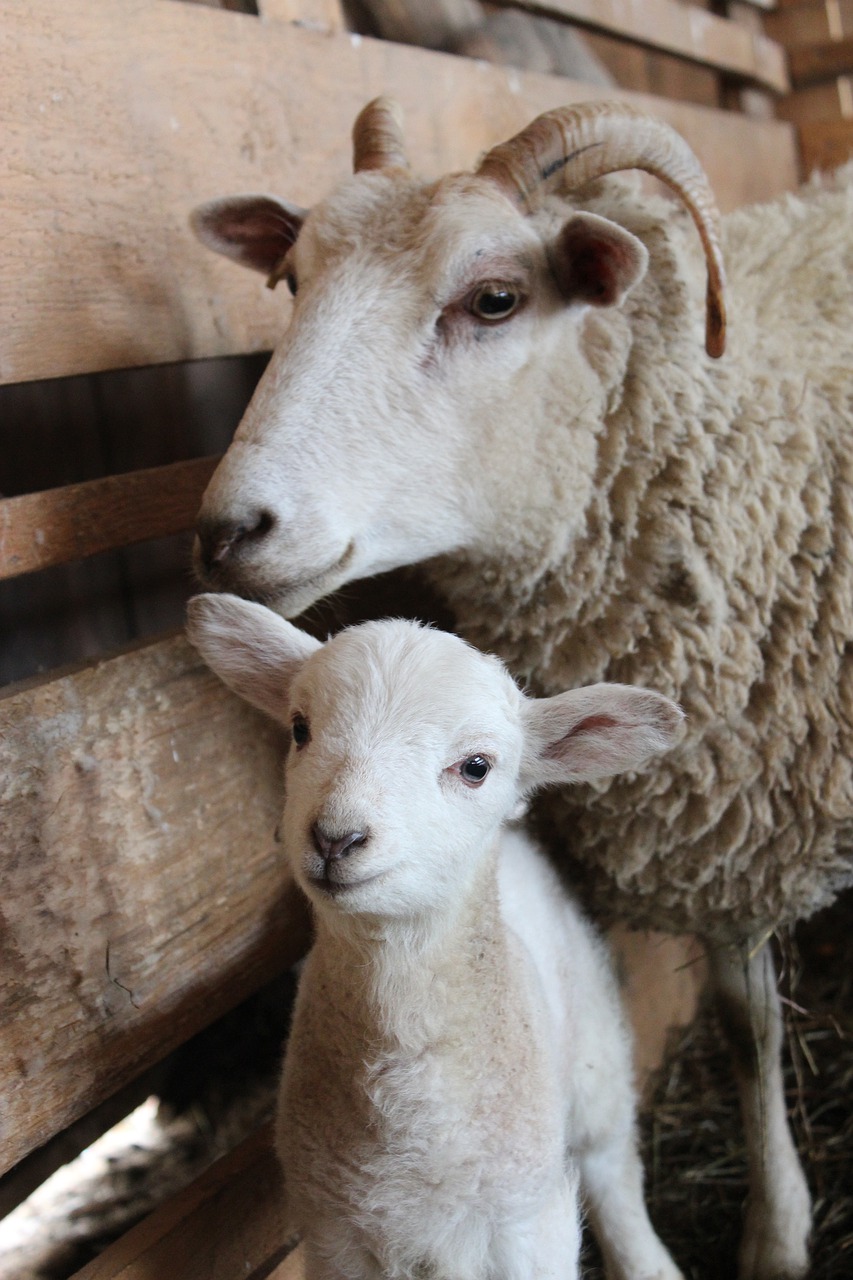 sheep  lamb  baby sheep free photo