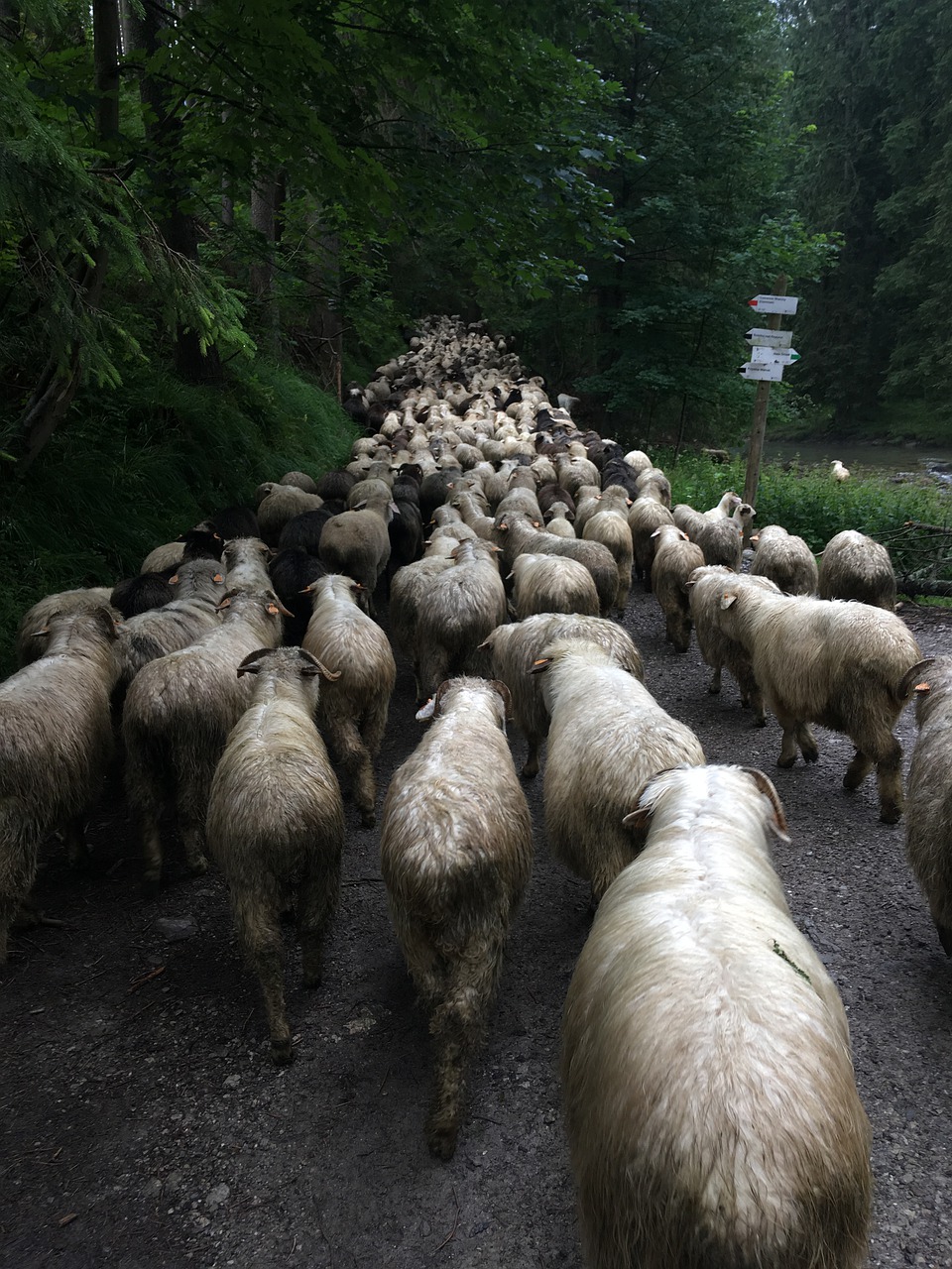 sheep  mountain  poland free photo