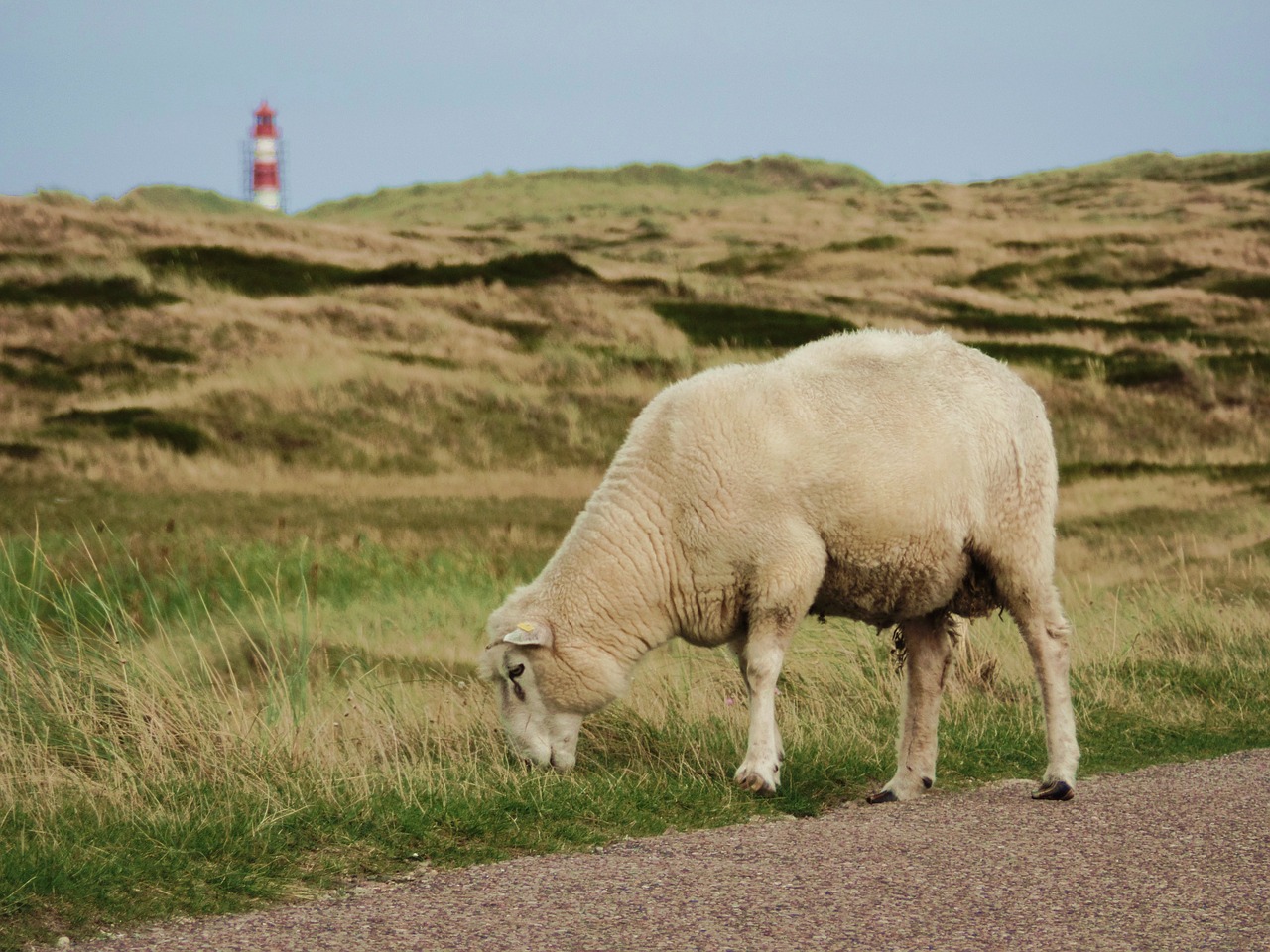 sheep sylt north sea free photo