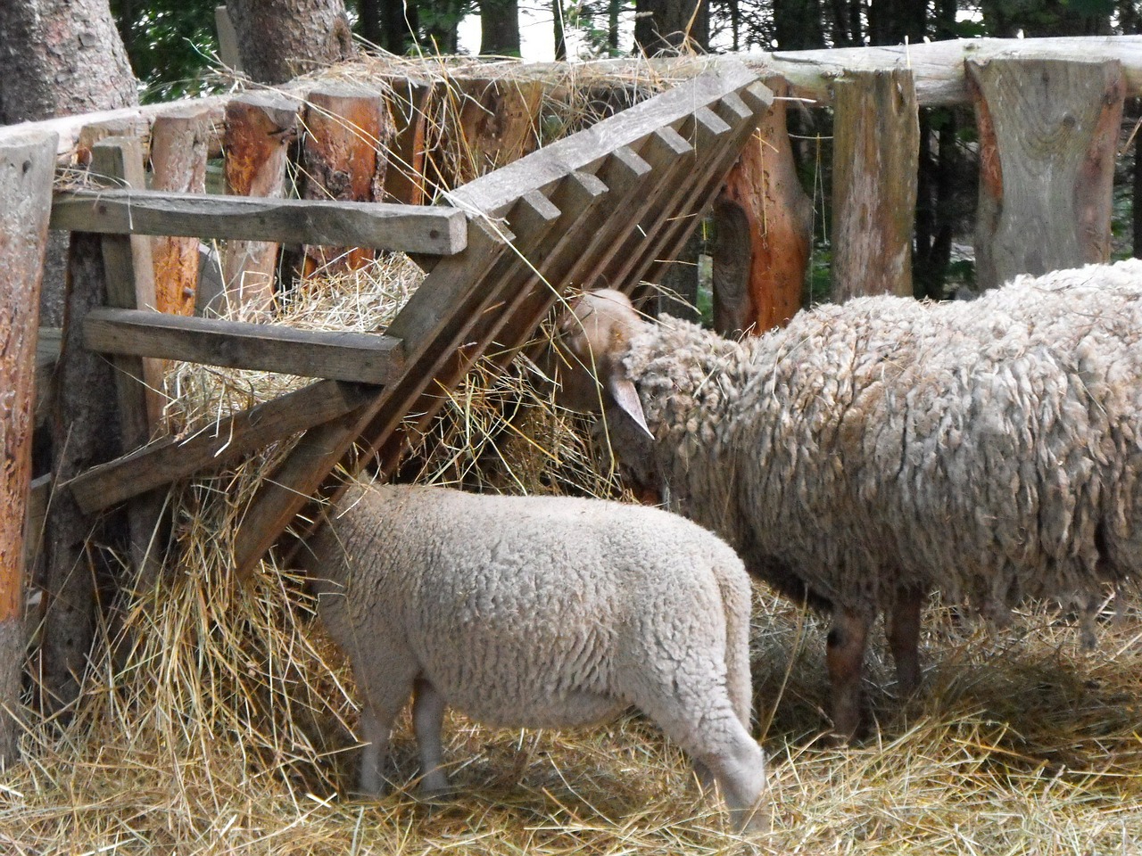 sheep lamb farm free photo