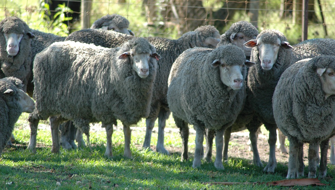 sheep  herd  livestock free photo