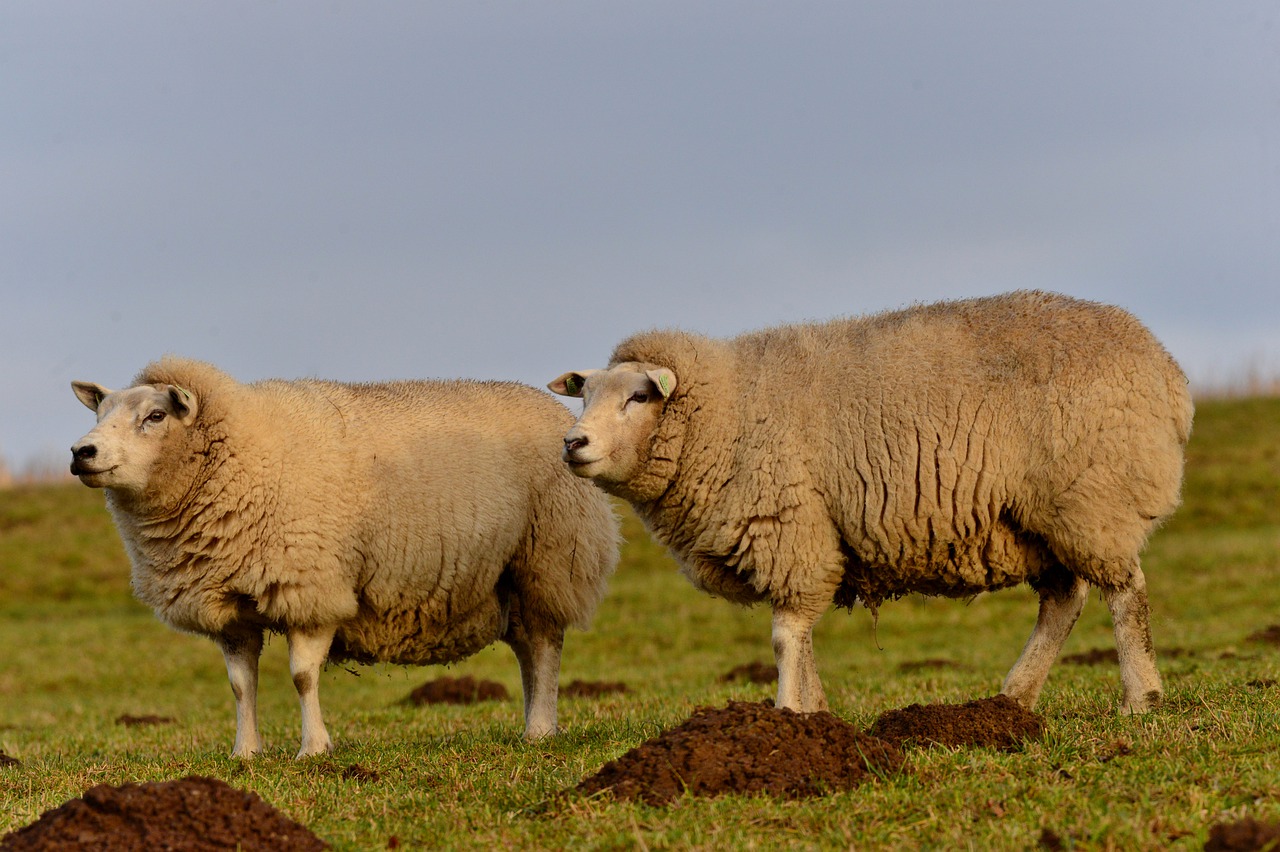 sheep  wool  cattle free photo