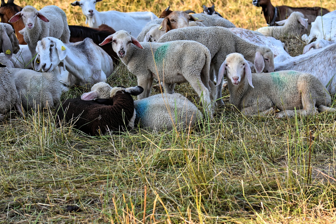 sheep  goats  lamb free photo