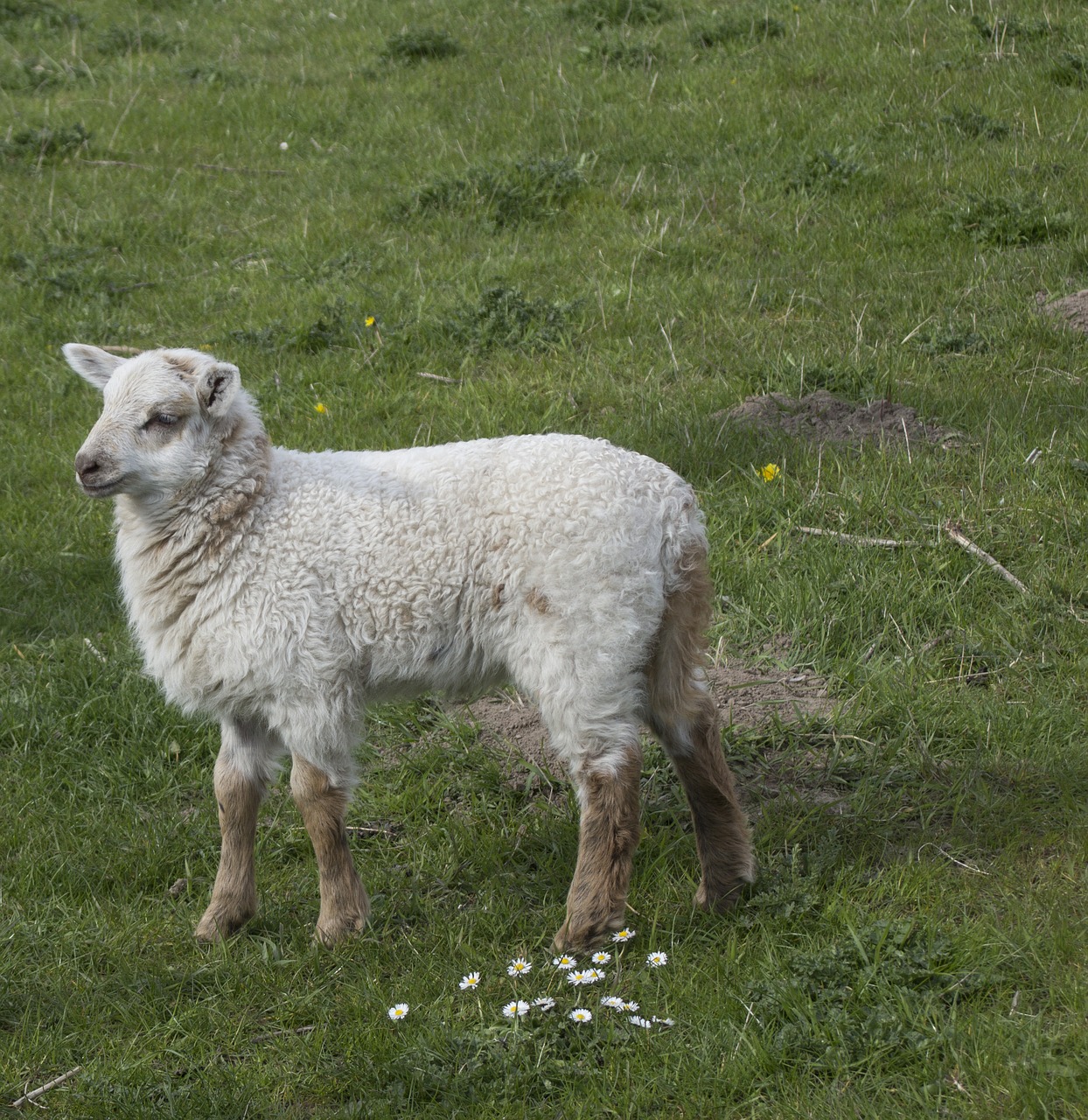 sheep lamb animal free photo