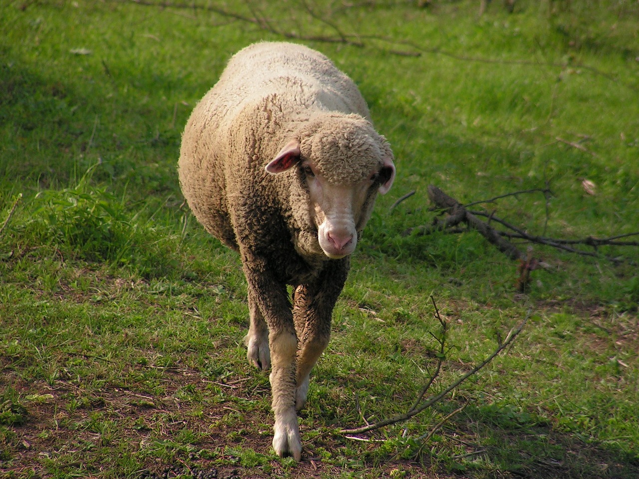 sheep pasture the successive free photo