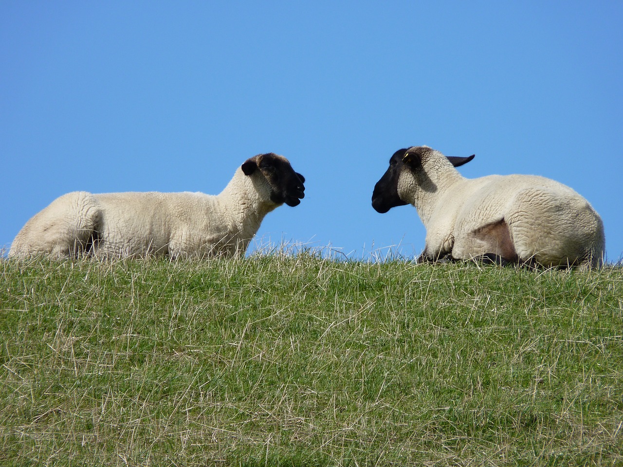 sheep animals dike free photo