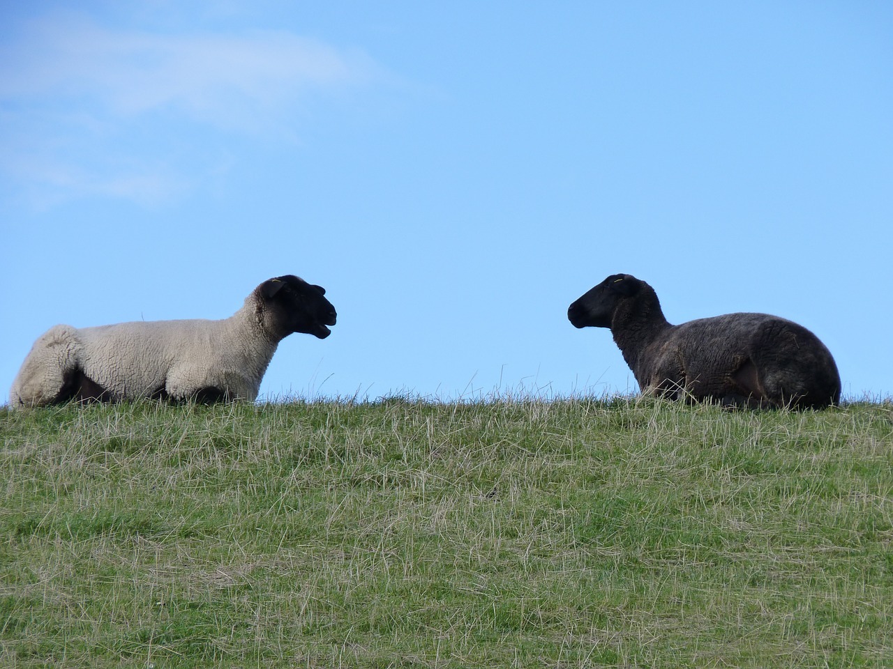 sheep wool east frisia free photo