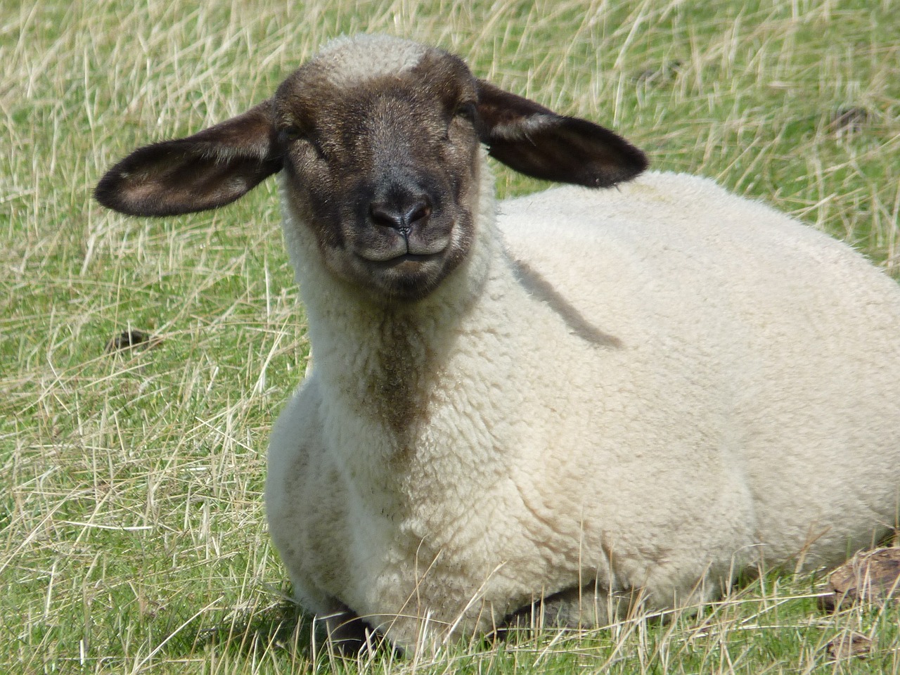 sheep wool animal free photo