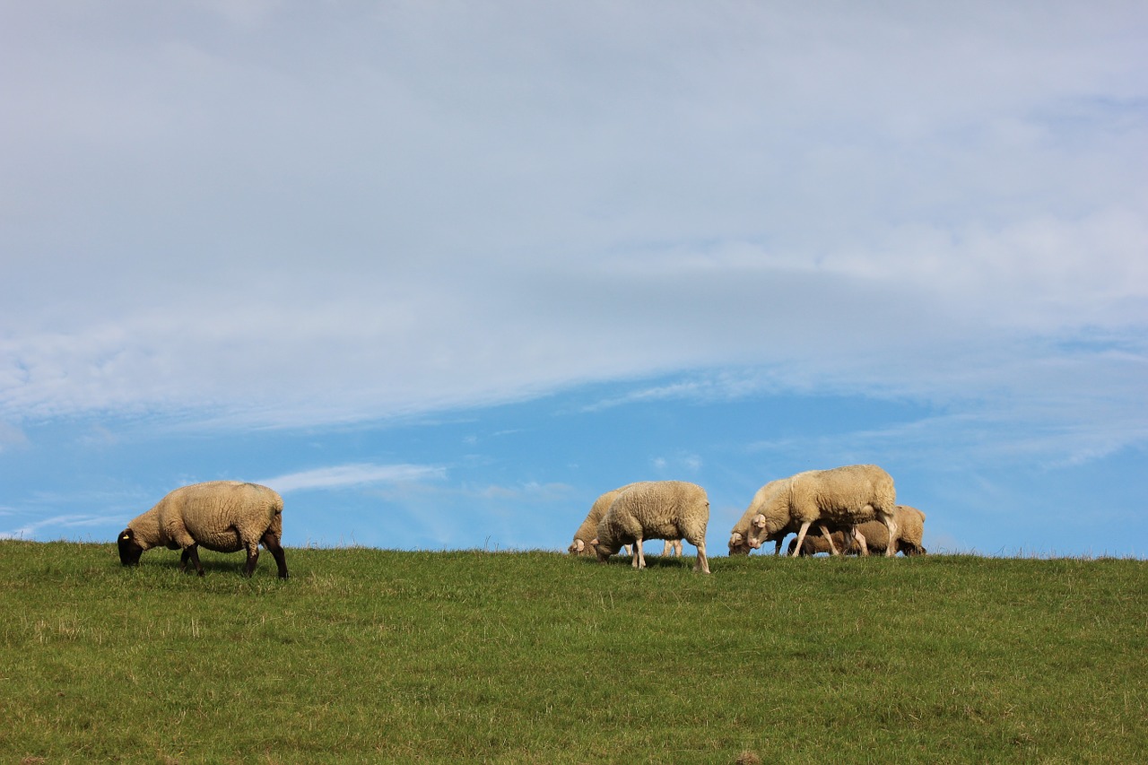 sheep dike varel free photo