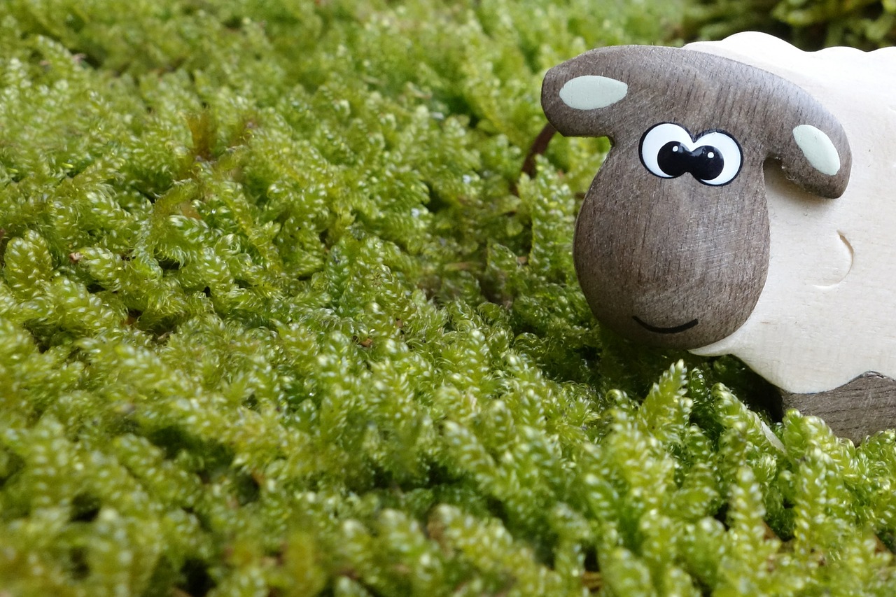 sheep moss meadow free photo
