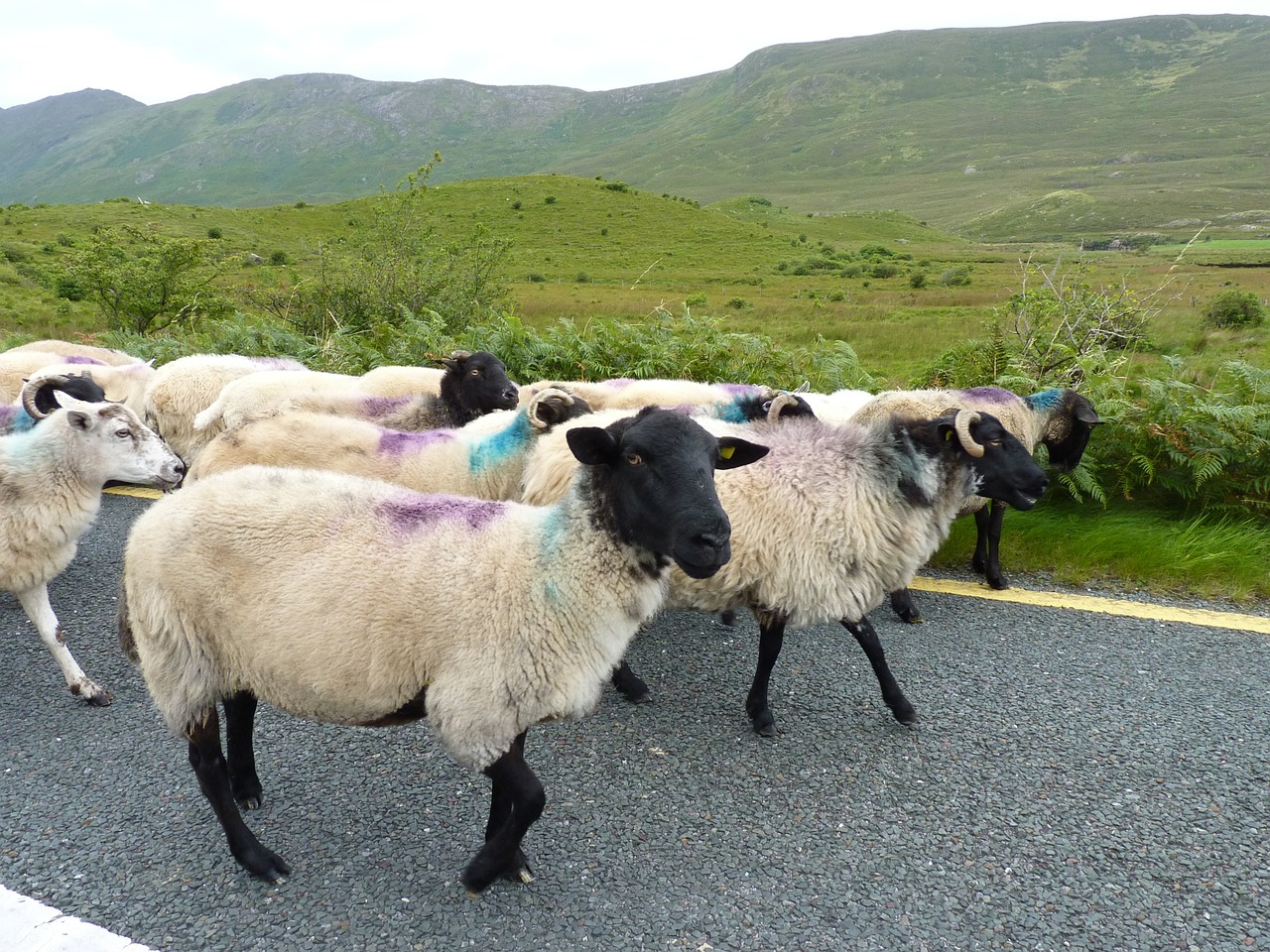 sheep road flock free photo