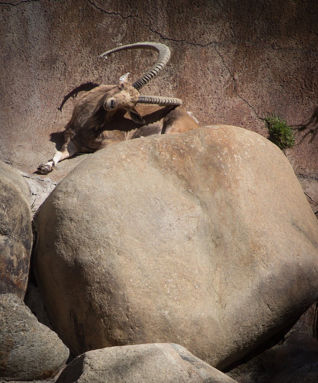 sheep ram mountain goat free photo