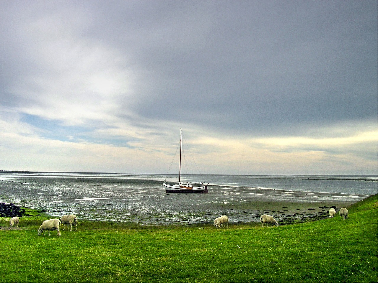 sheep boat island free photo
