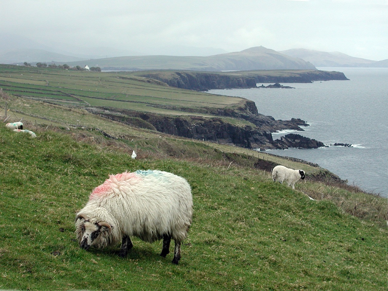 sheep coastline ireland free photo