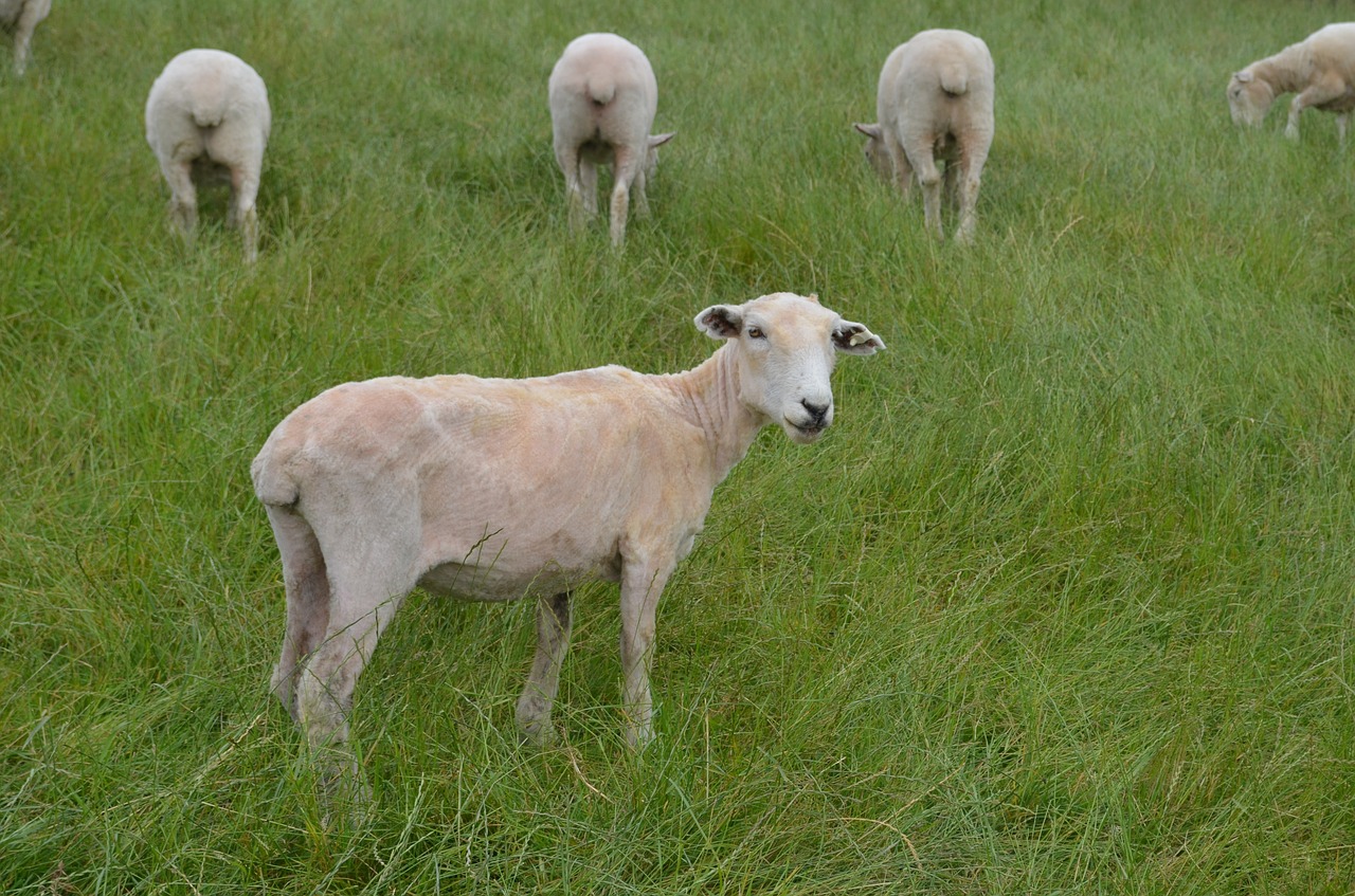 sheep wool green free photo