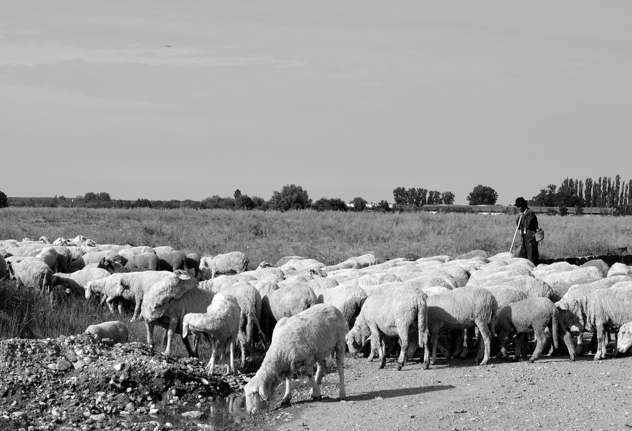 sheep camacho camp free photo