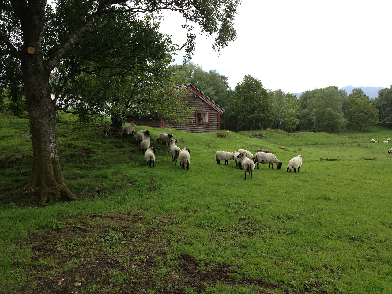 sheep svanøy norway free photo