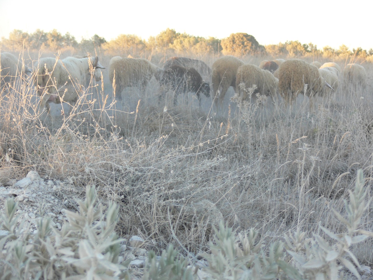 sheep landscape nature free photo