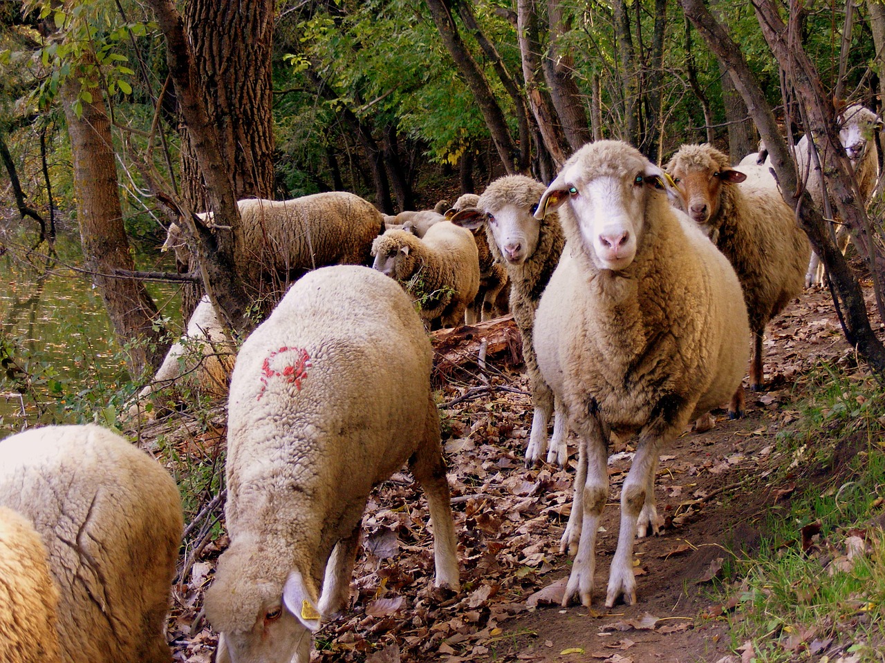 Sheep,the flock,forest,free pictures, free photos - free image from