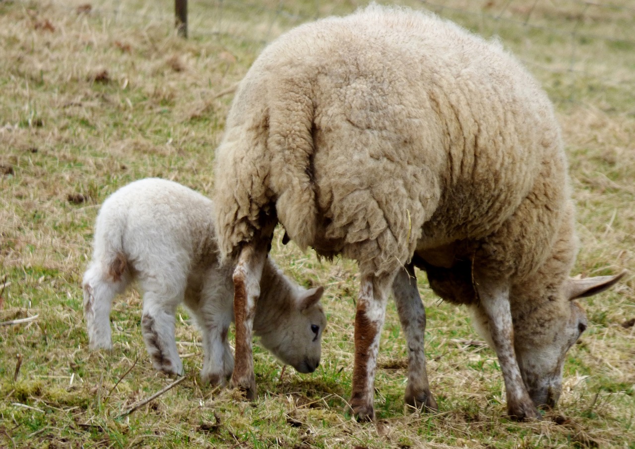 sheep lamb browser free photo