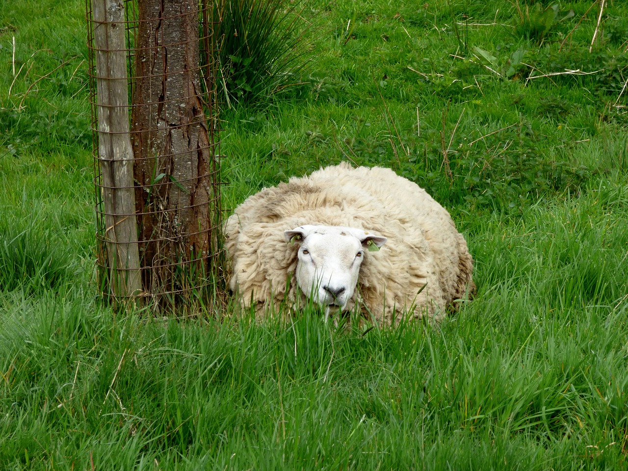 sheep animal pasture free photo