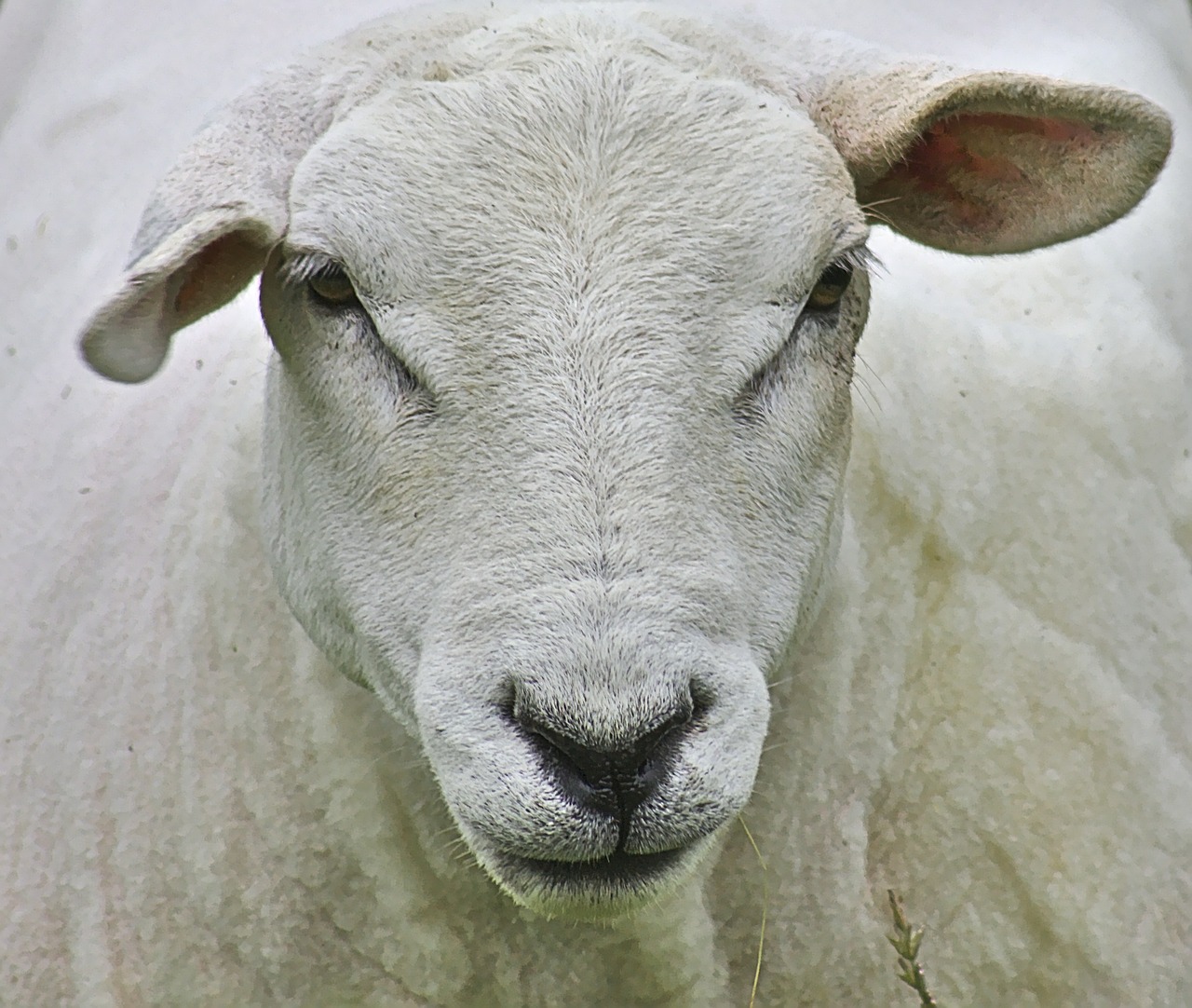 sheep head white free photo